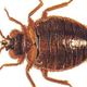 Image for article titled Someone Evil Left Bottles Full of Bedbugs in an Ohio Walmart